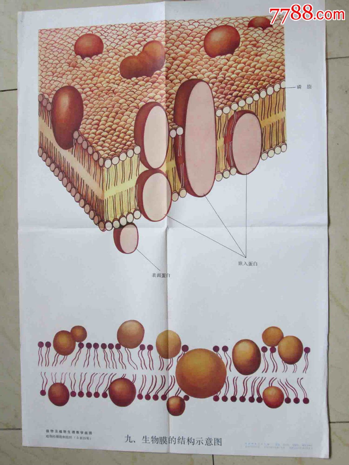 生物膜的结构示意图