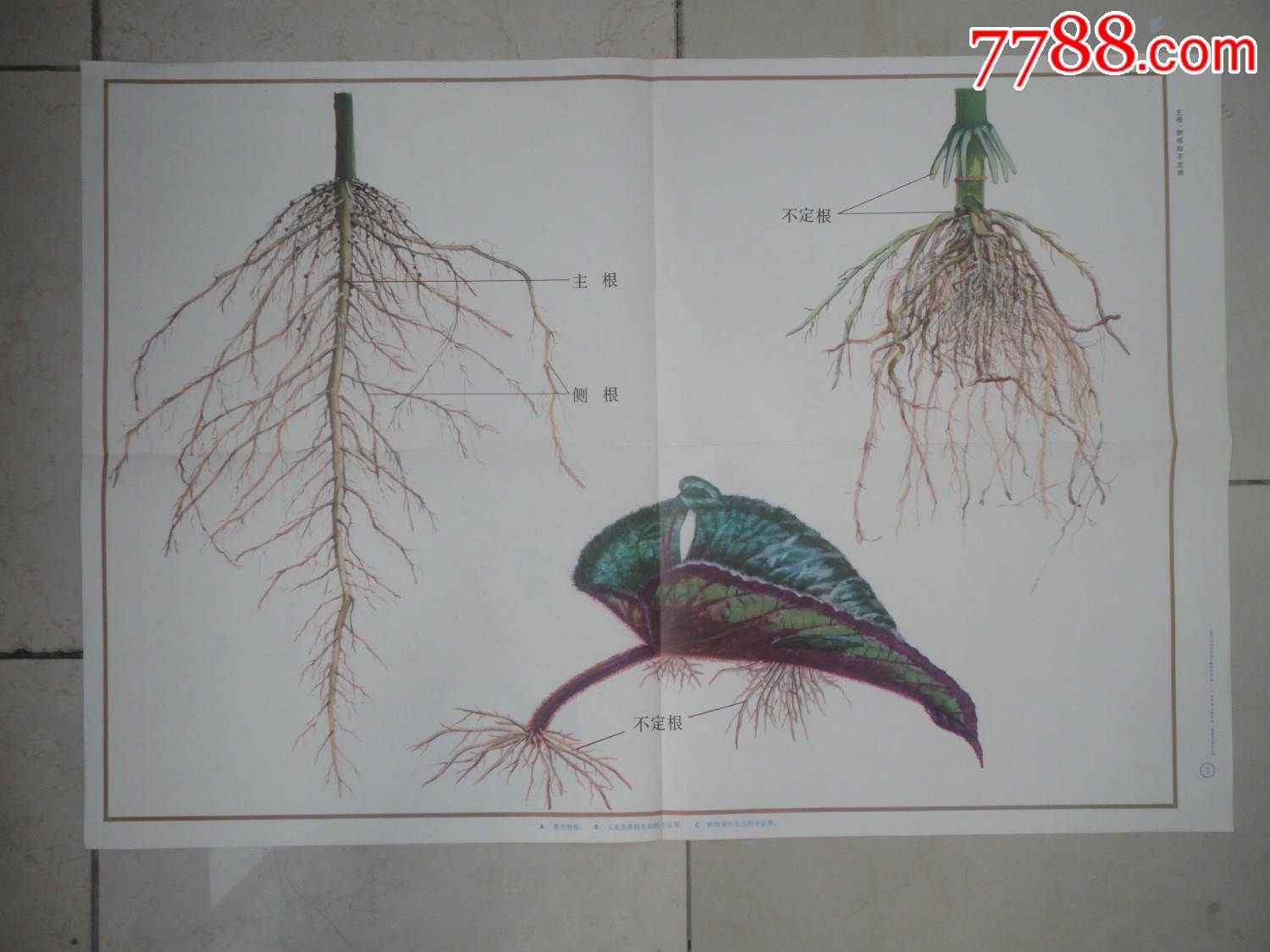 主根，侧根和不定根-价格:15元-se30983386-教学挂图-零售-7788收藏__收藏热线