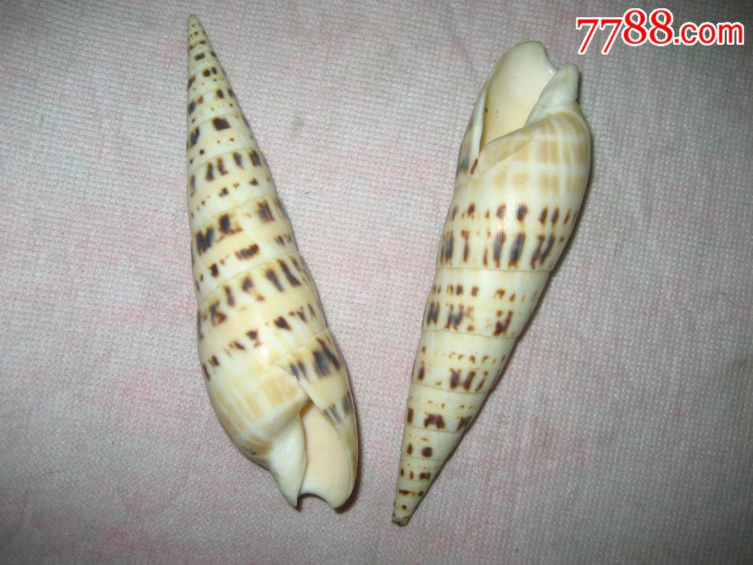长长的海螺号_天然海螺_凯越收藏【7788收藏__收藏热线】