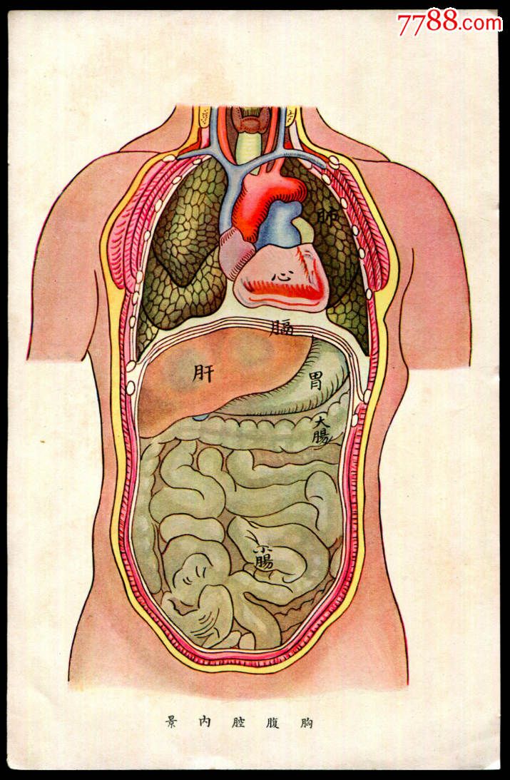 人体肚子里的结构图图片