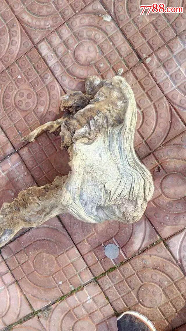 太行山西崖柏老桩子造型料_价格1200元【沐雅馨宁】_第1张_7788收藏