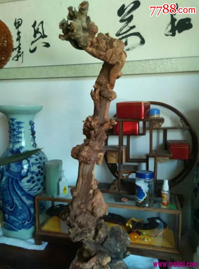 千年胡杨根苍龙望月