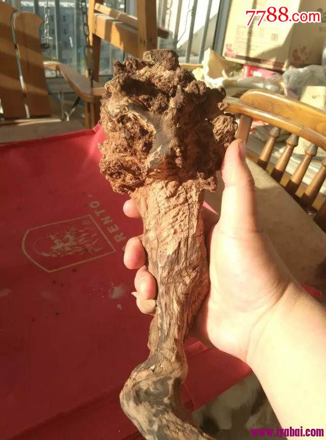 贺兰山红柳根瘤如意造型