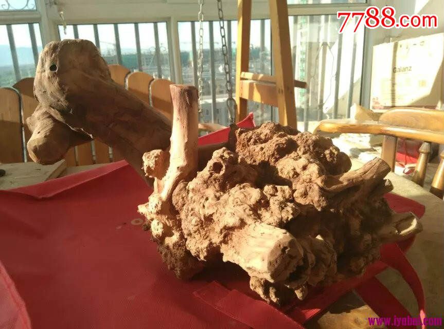 贺兰山红柳樱子瘤神鳌过海