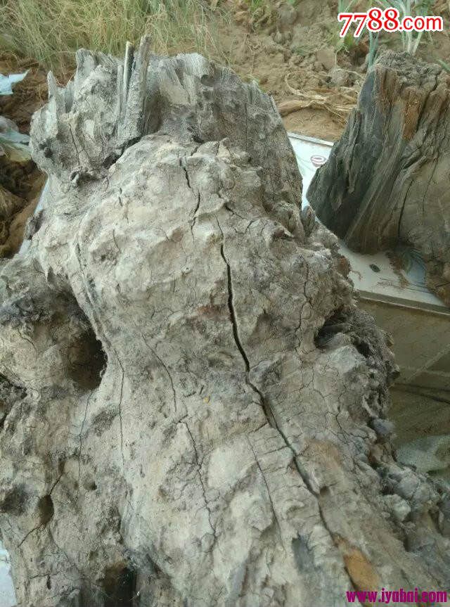 野生沙枣树瘤花陈化与风化完美结合的精品_价格1600.