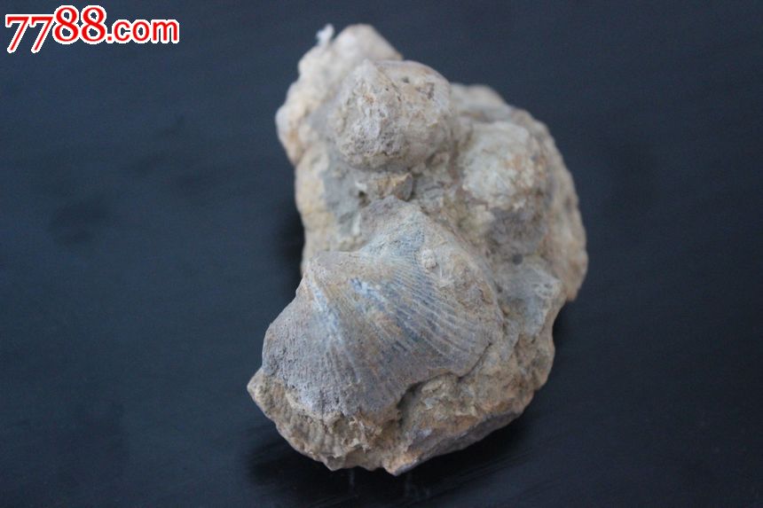 天然古生物化石标本弓石燕腕足类晶体石头674738mma245