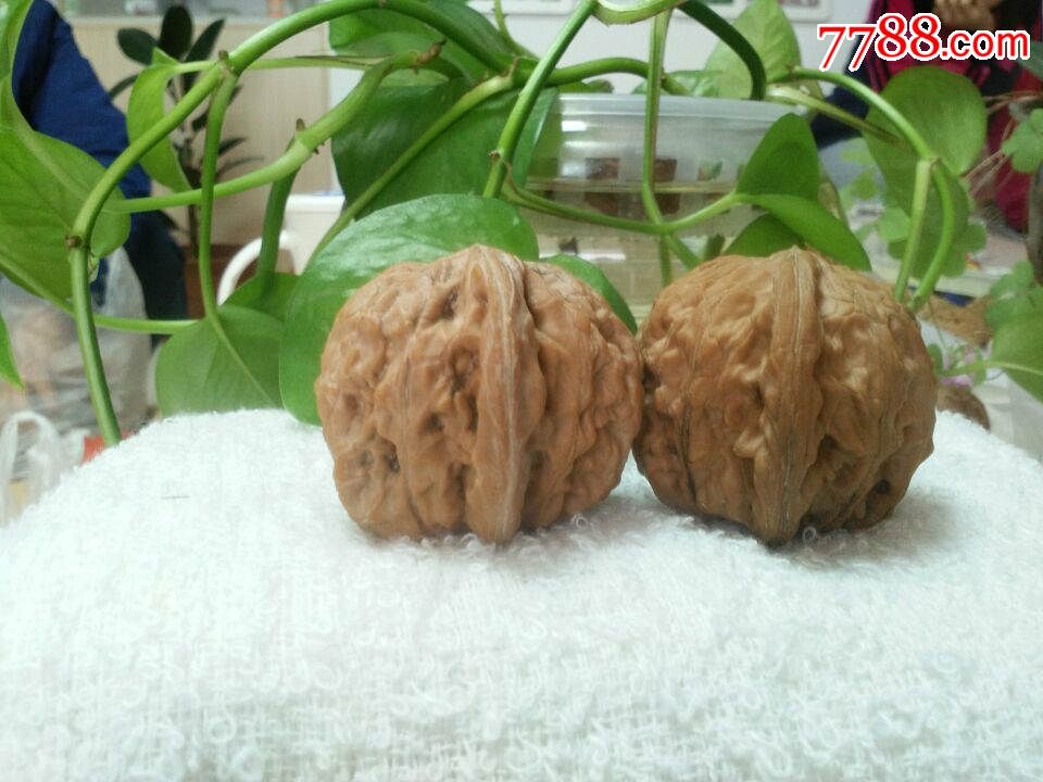 涞水文玩核桃麻核桃白狮子头