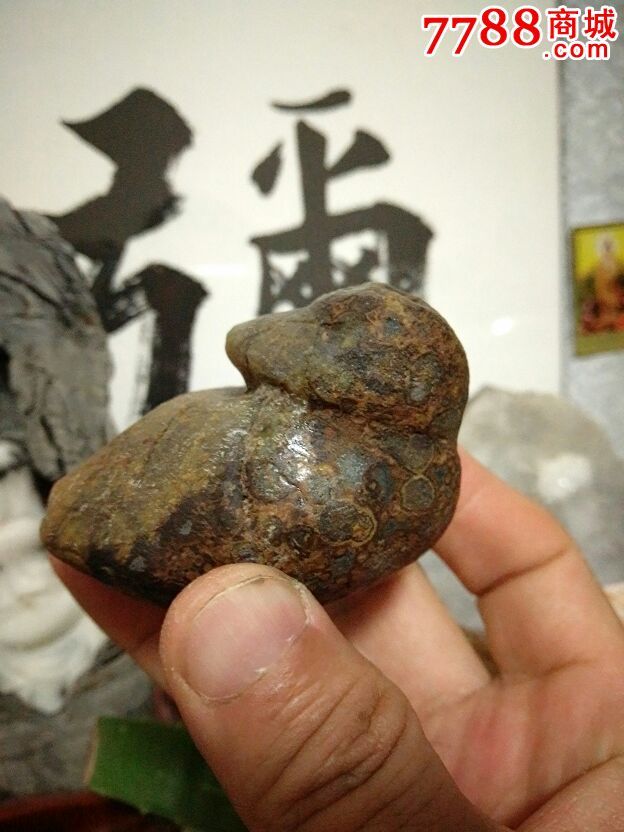 内蒙古朱日和钱币石眼睛石8字响石玛瑙猴