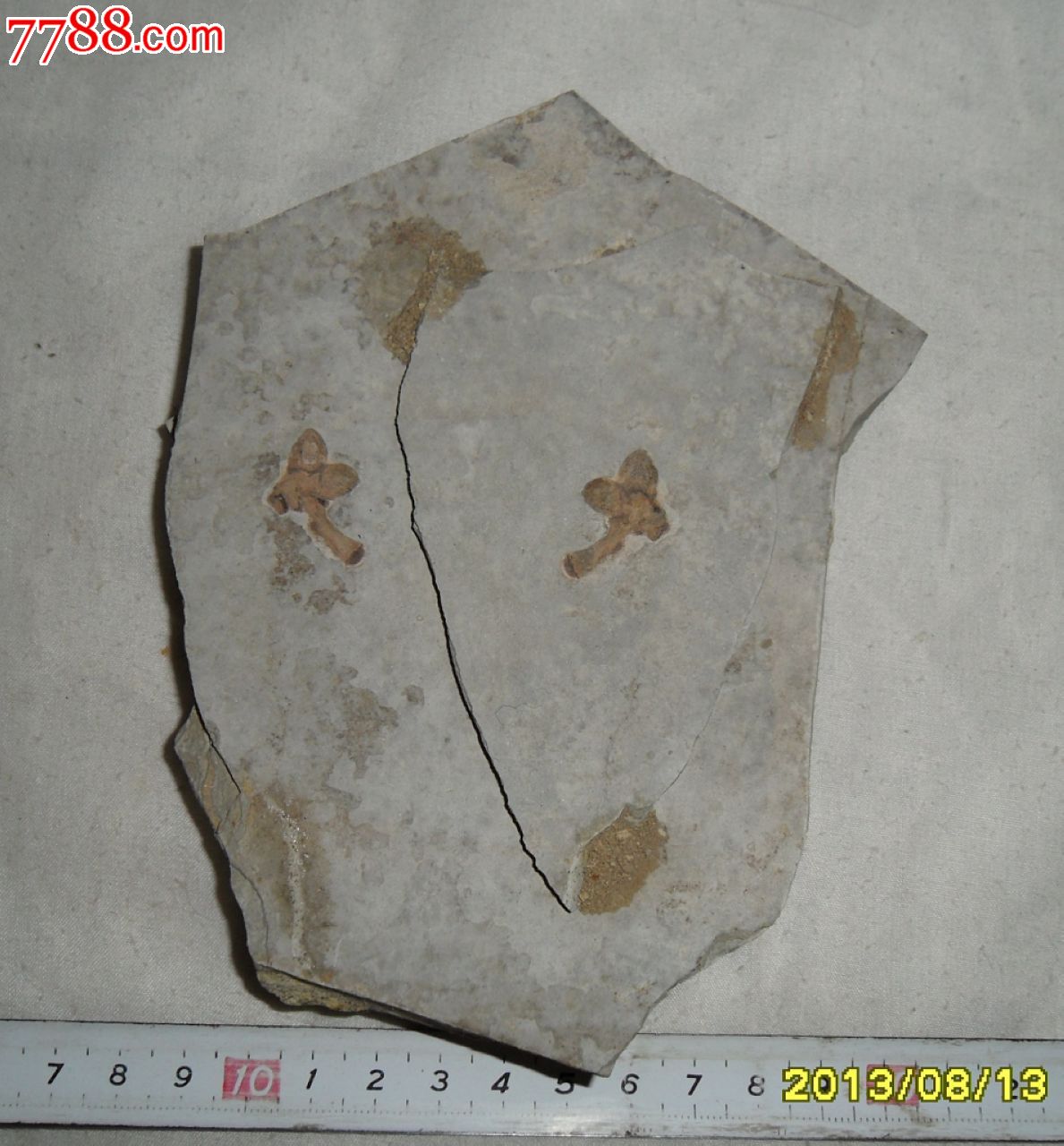 果实化石—植物化石—正副模板植物化石—古生物化石