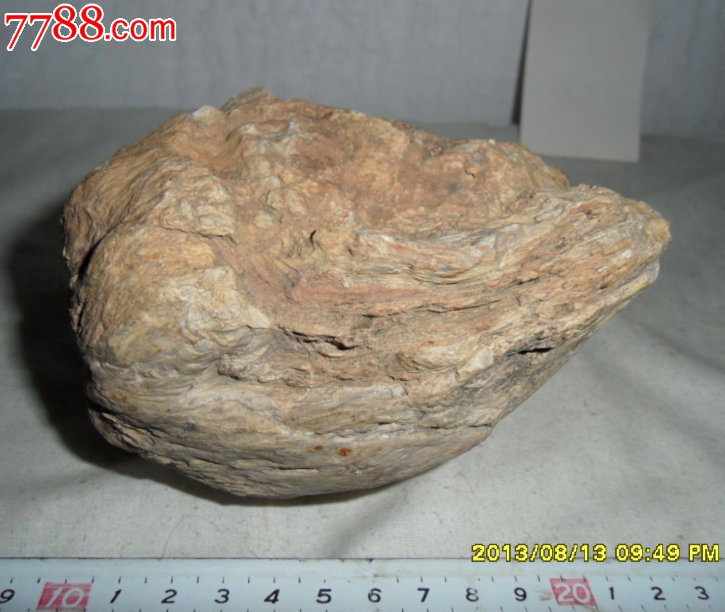 中华古果化石图片图片