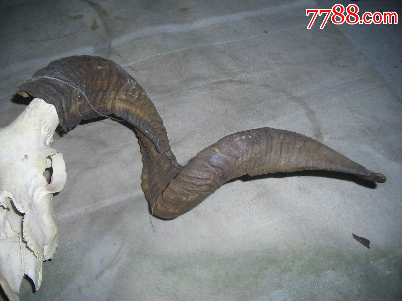 摆件-羊角_其他工艺品【珍宝阁怀旧老时光】_第4张_7788钟表收藏