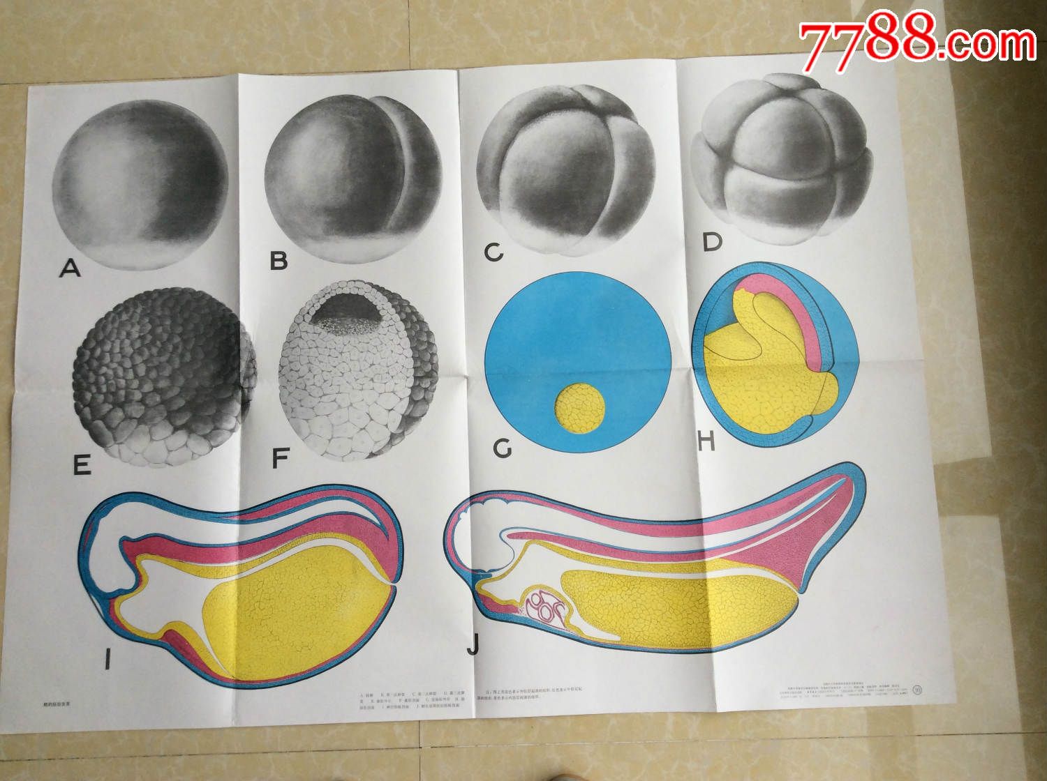 蛙的早期胚胎发育简图图片