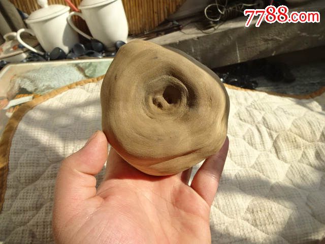 槐树疙瘩瘤子树瘤一个