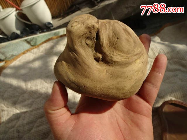 槐树疙瘩瘤子树瘤一个