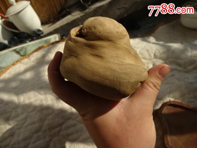 槐树疙瘩瘤子树瘤一个