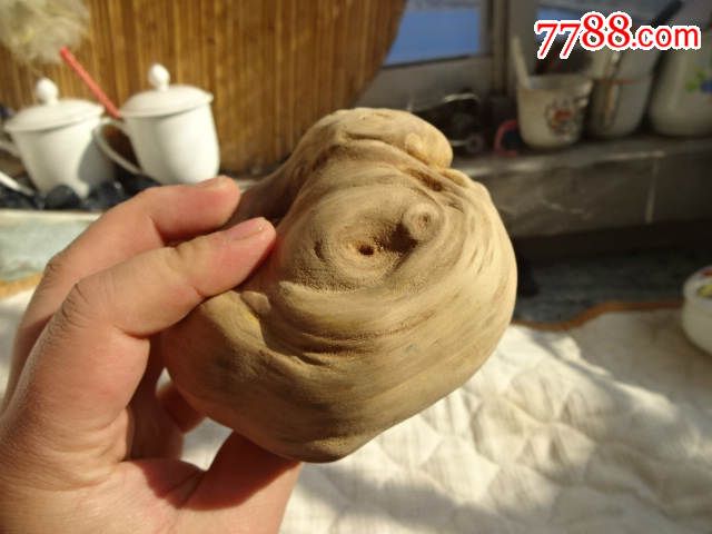 槐树疙瘩瘤子树瘤一个