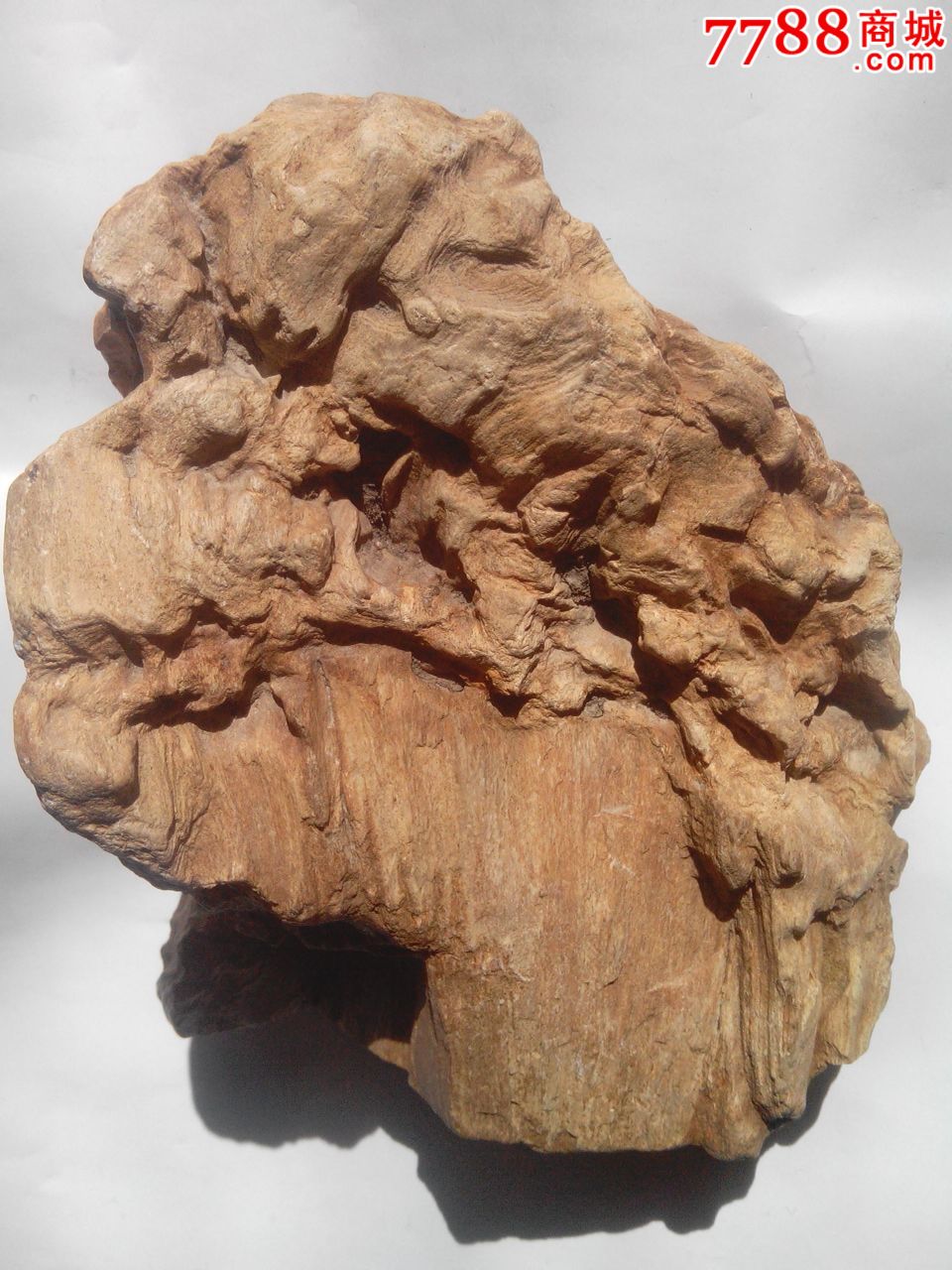 最珍贵的木化石奇石图片