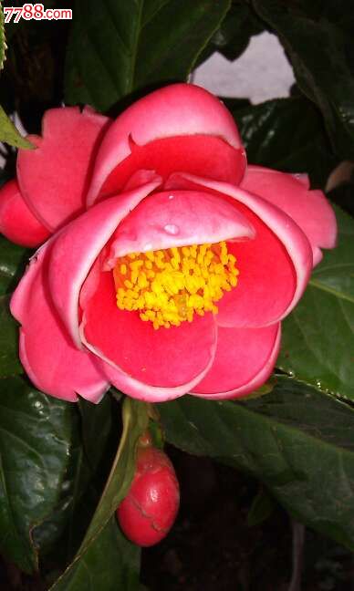 盆栽四季抱茎茶-《四季海棠茶花》--越南红抱茎茶花