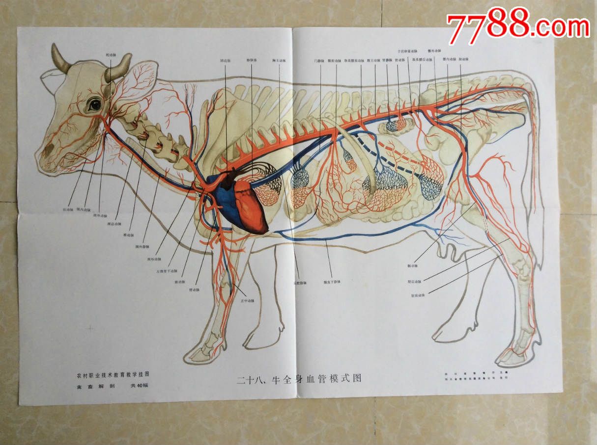 怀孕母牛眼睛血管图解图片