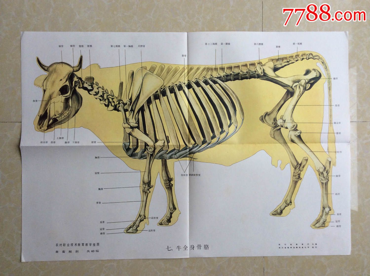 牛骨架名称介绍图图片