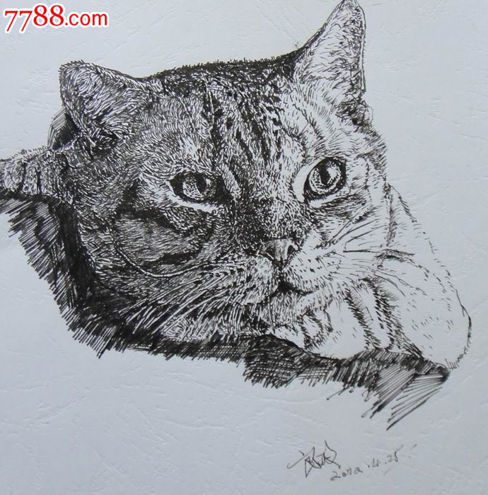 钢笔动物原画稿【猫咪】_素描/速写【藏泉阁】_第1张_7788画册网