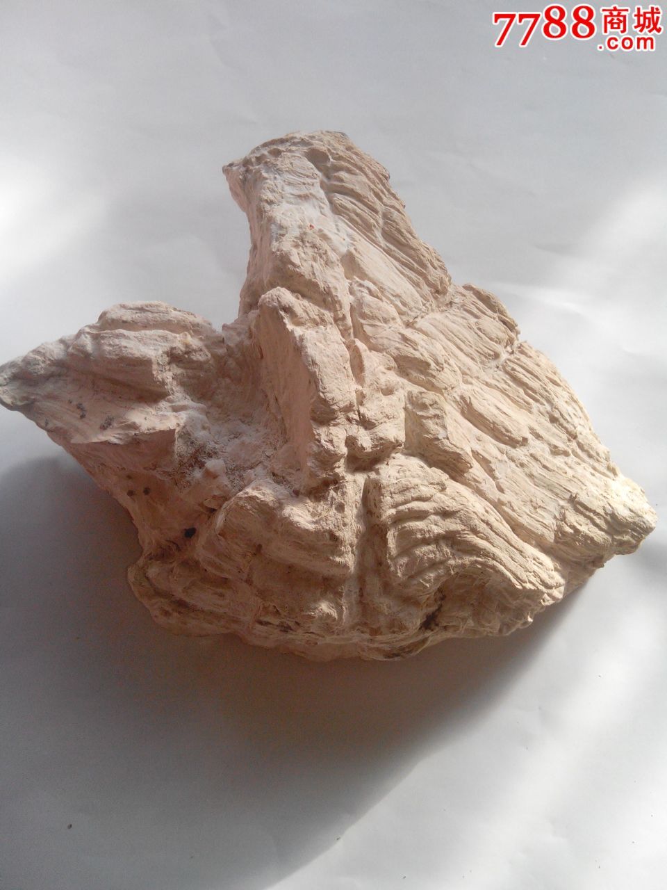 精品硅化木原石