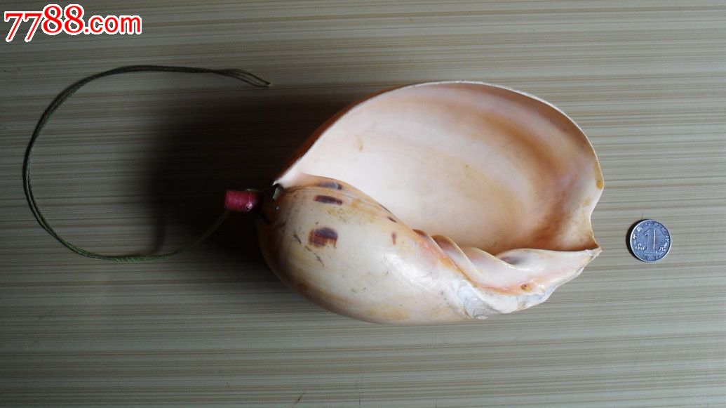 一只很大的螺号