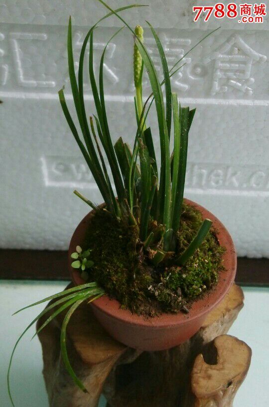 微型开花的虎须菖蒲盆景盆景