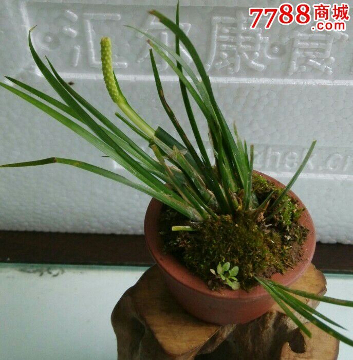 微型开花的虎须菖蒲盆景盆景