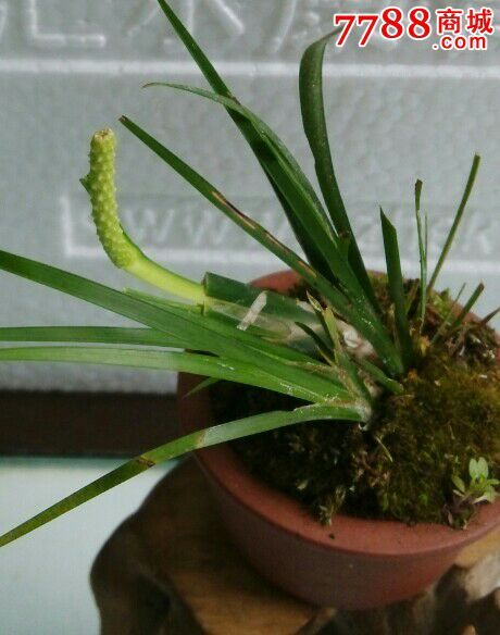 微型开花的虎须菖蒲盆景盆景