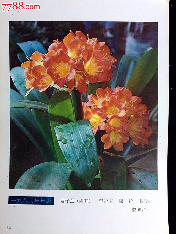 收藏年历画圆你怀旧梦君子兰湖北美术出版社1983年32开