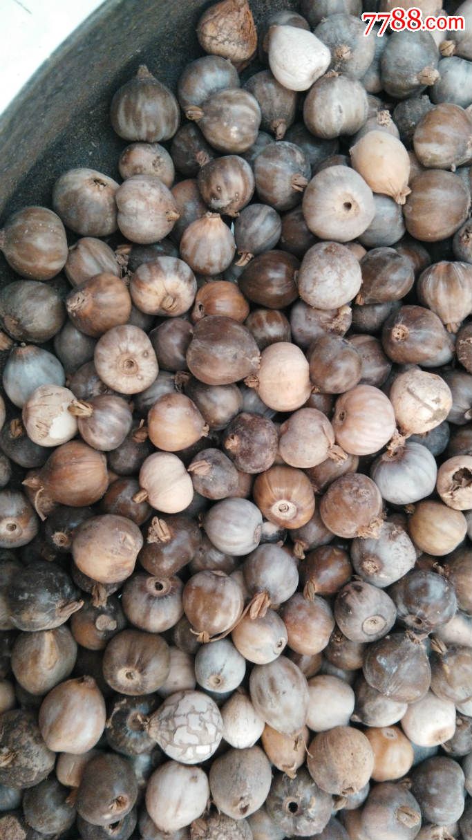 草珠子穿手串的包老保真有6斤左右一斤撑一千多粒