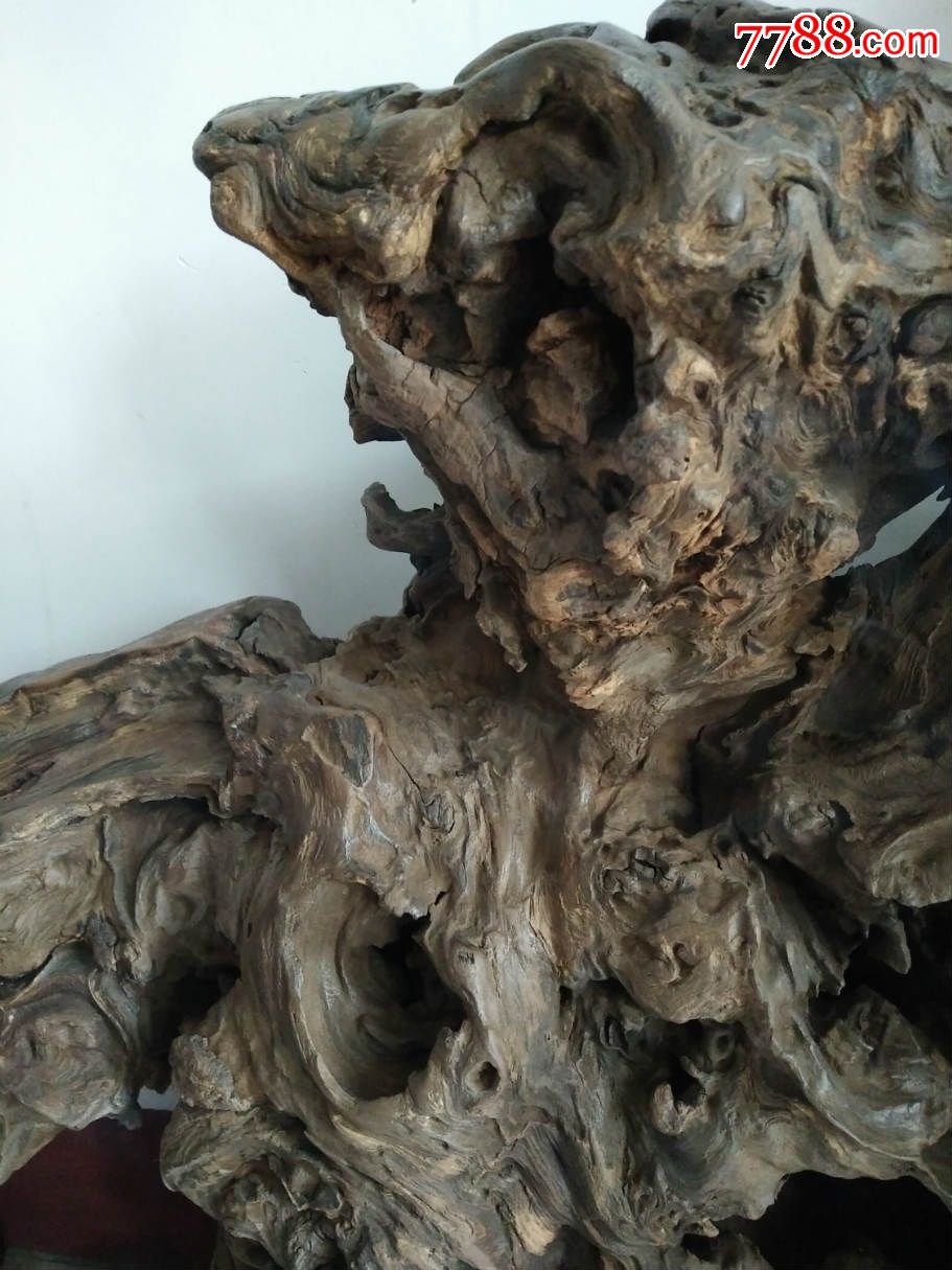 老树根===东方醒狮