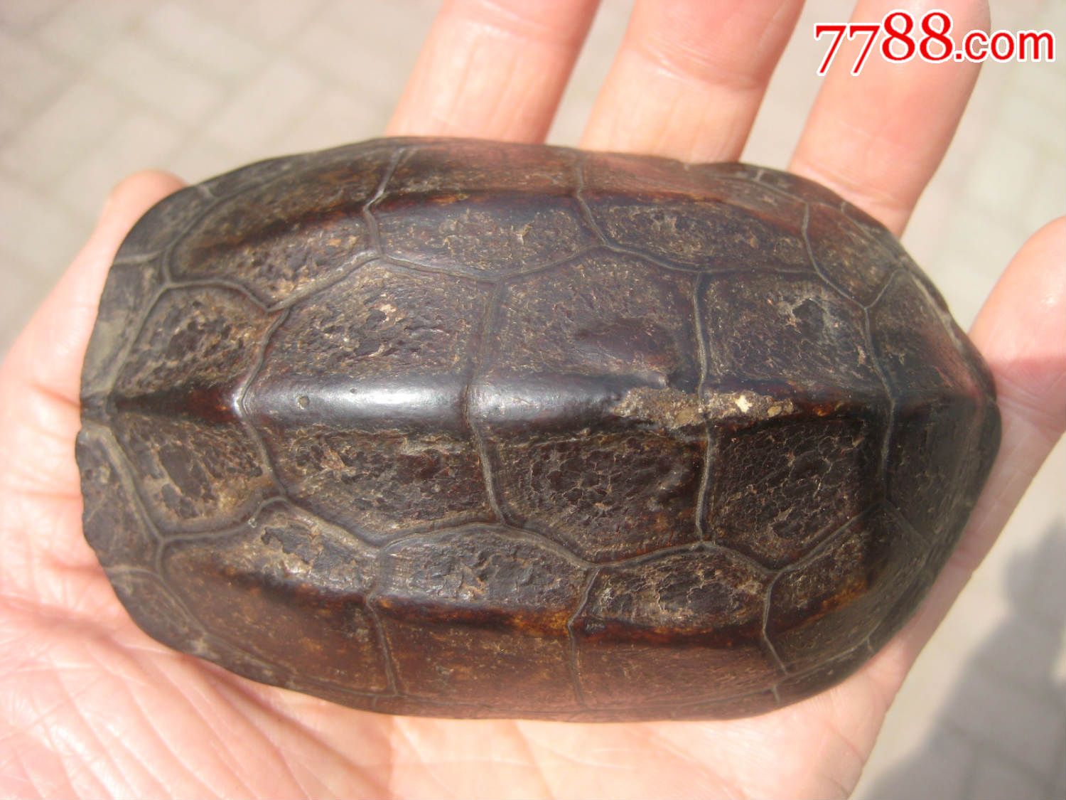 非常罕见的老灵龟壳