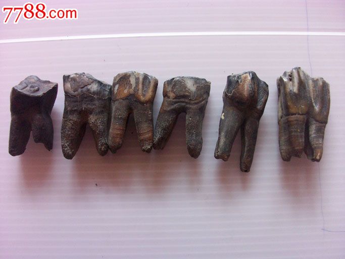 远古早期,黑龙江野牛*齿化石4