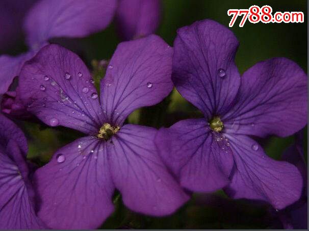 美国胜利(小狗)10片花瓣大喇叭(欣赏图)