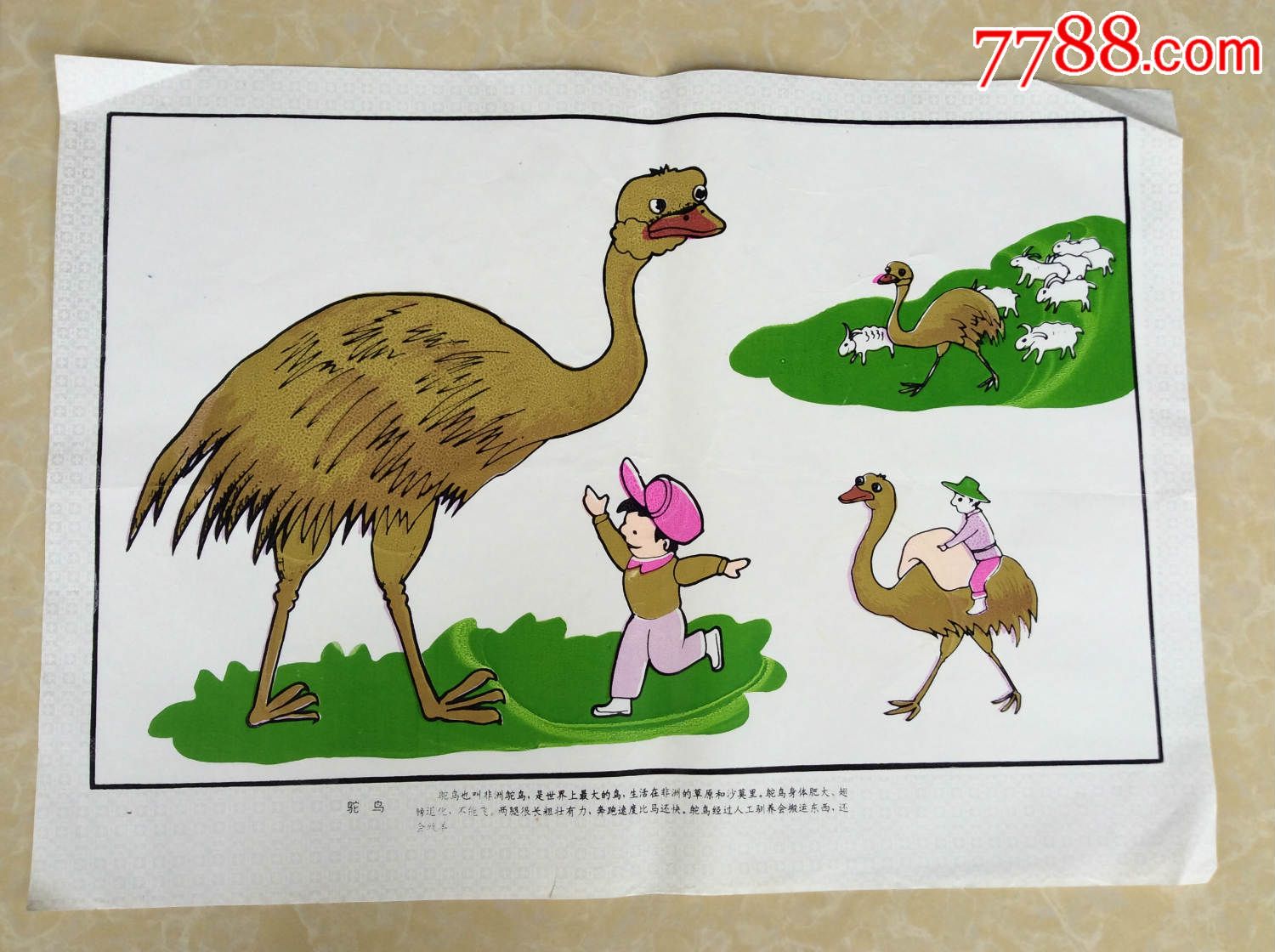 幼儿挂图【鸵鸟】_年画/宣传画_雉水阁【7788收藏__收藏热线】