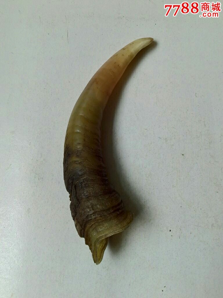 纯天然羊角纯手工打磨按摩把件.