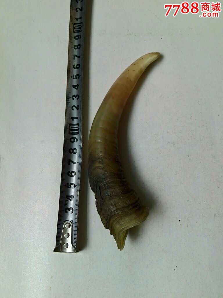 纯天然羊角纯手工打磨按摩把件.