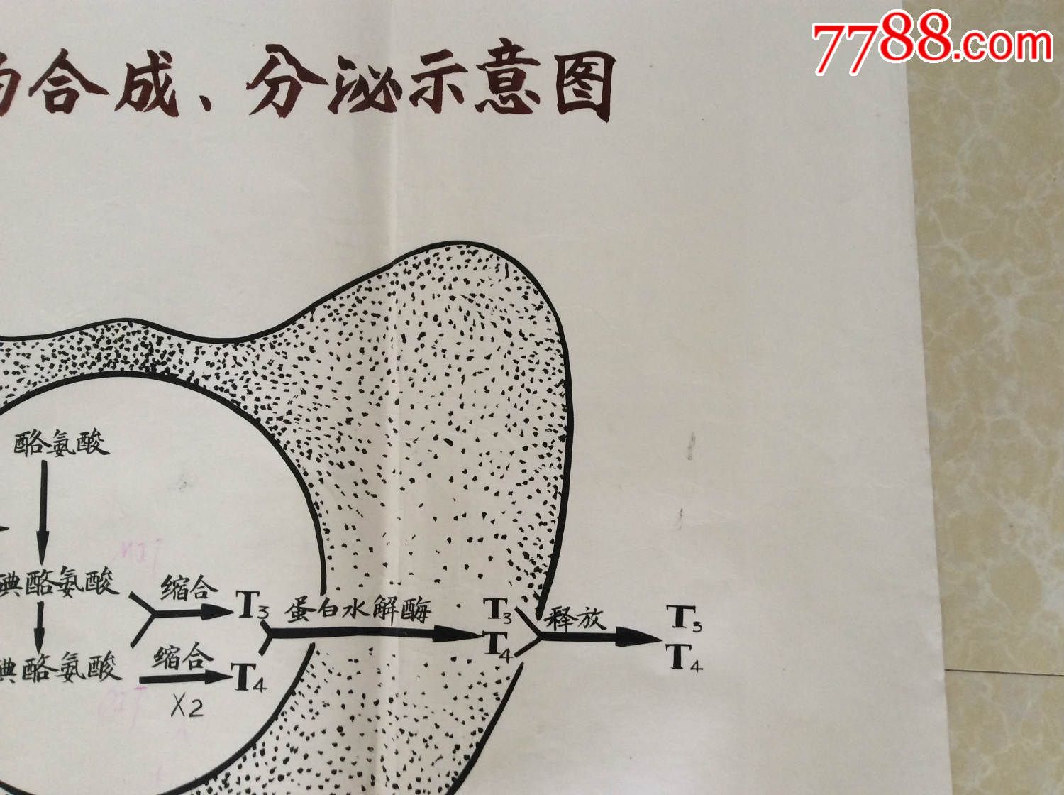【医学原手稿】甲状腺激素的合成,分泌示意图【二号卷内】