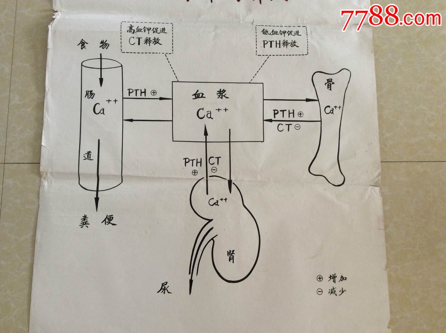 醫學原手稿甲狀旁腺素和降鈣素在調節血漿鈣水平中的作用二號卷內