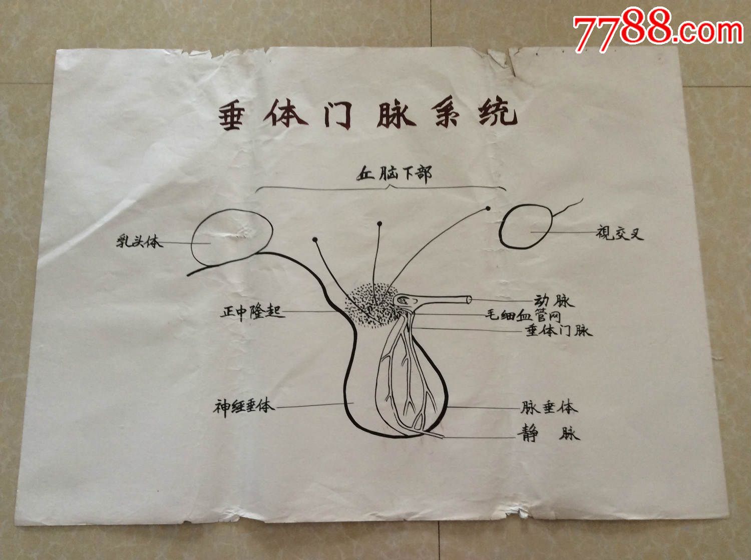 醫學原手稿垂體門脈系統二號卷內