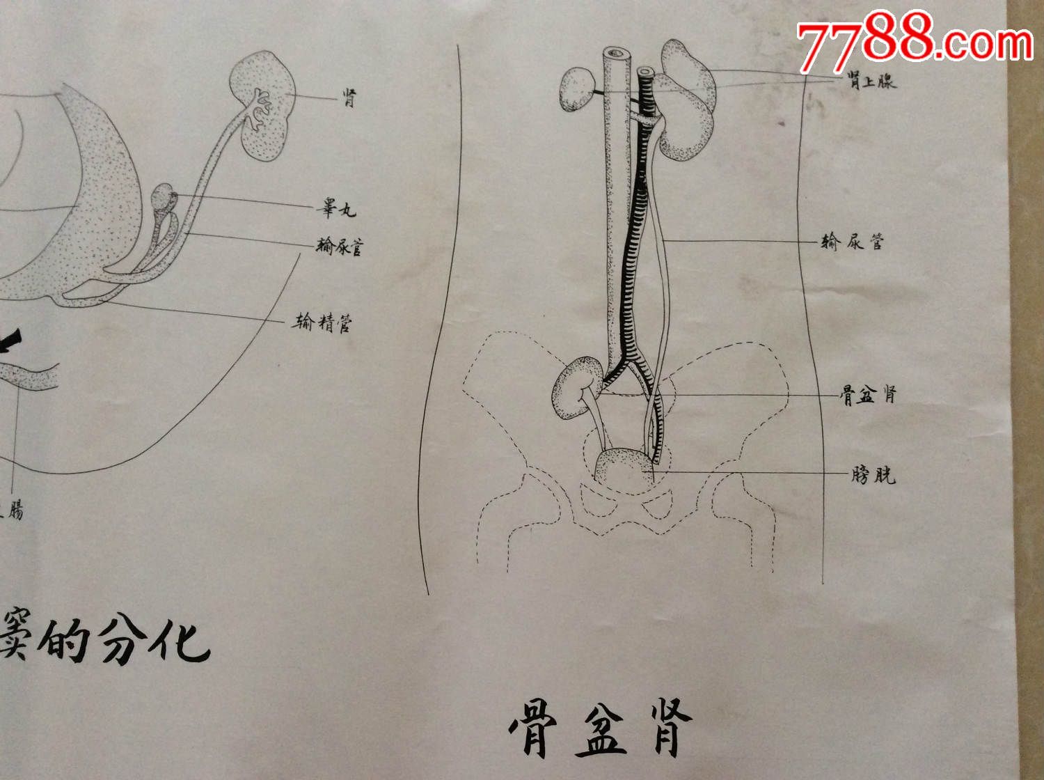 醫學原手稿尿生殖竇的分化骨盆腎三號卷內