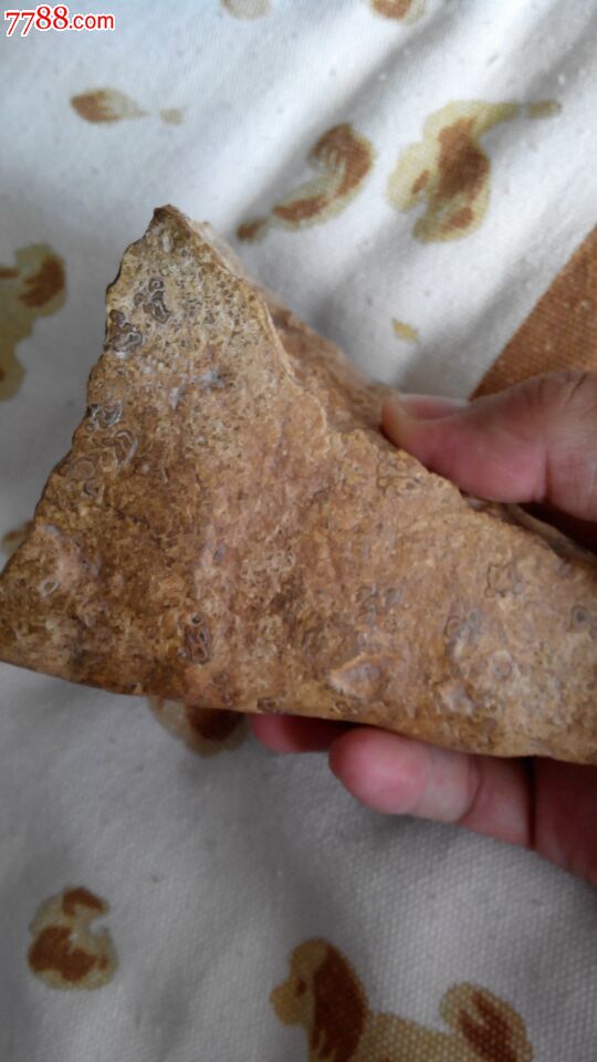 黑龙江特产草化石
