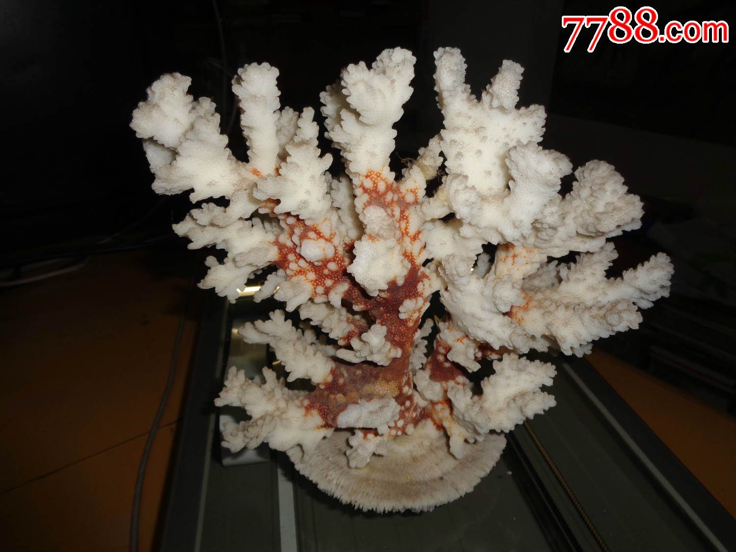 冬珊瑚老桩盆景图片图片