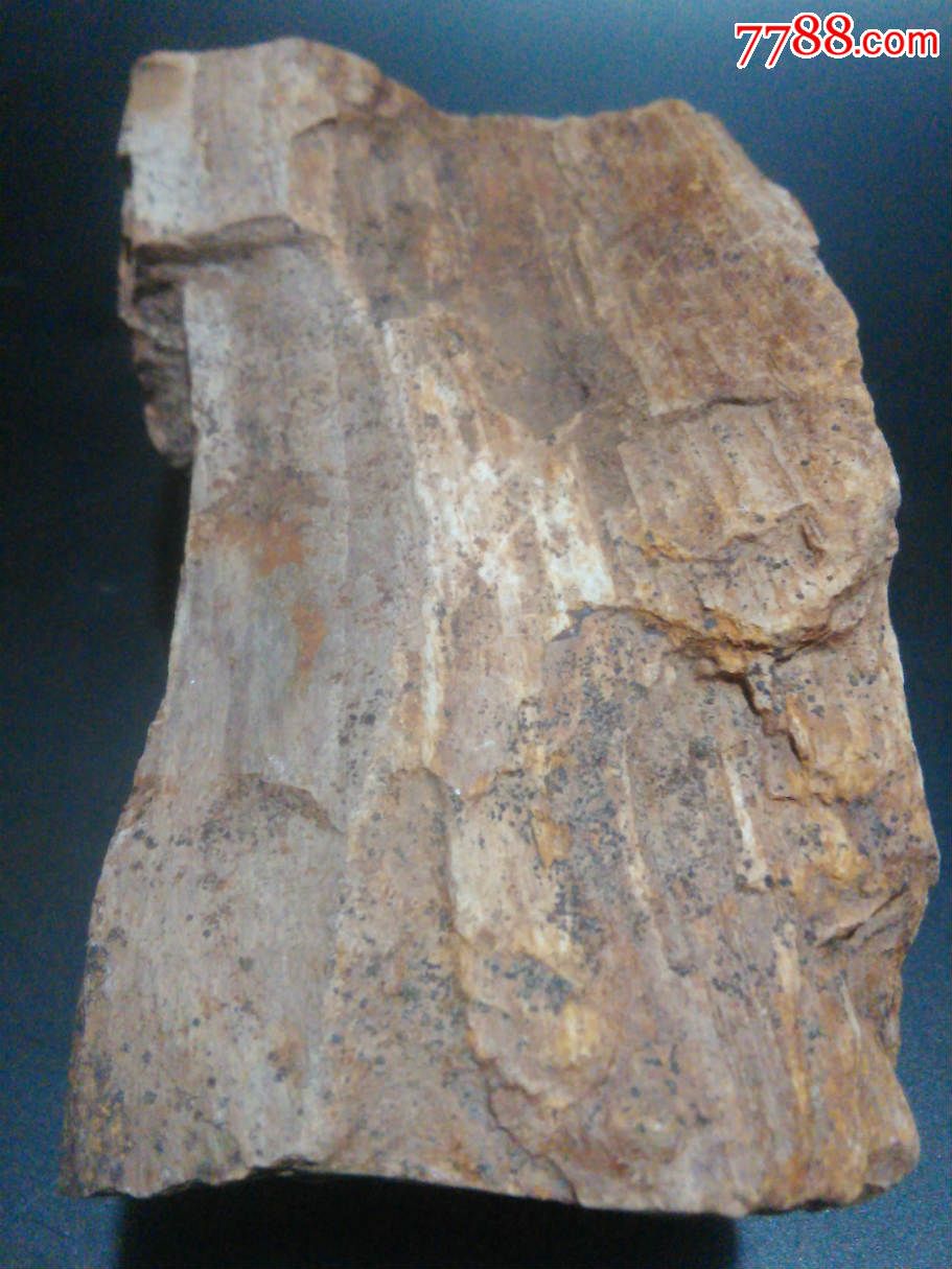 镇宅辟邪降龙木树化石270克带底座