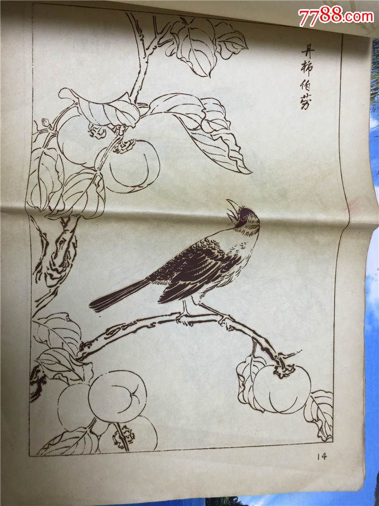 花鳥白描1976