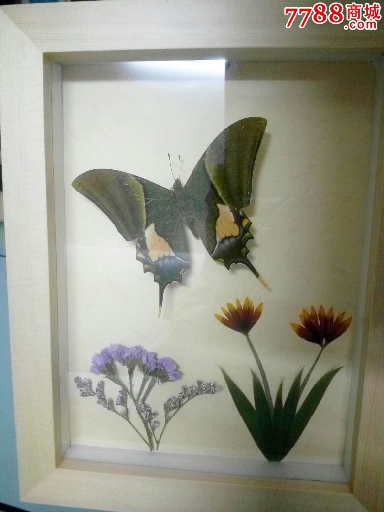 金带喙凤蝶标本图片