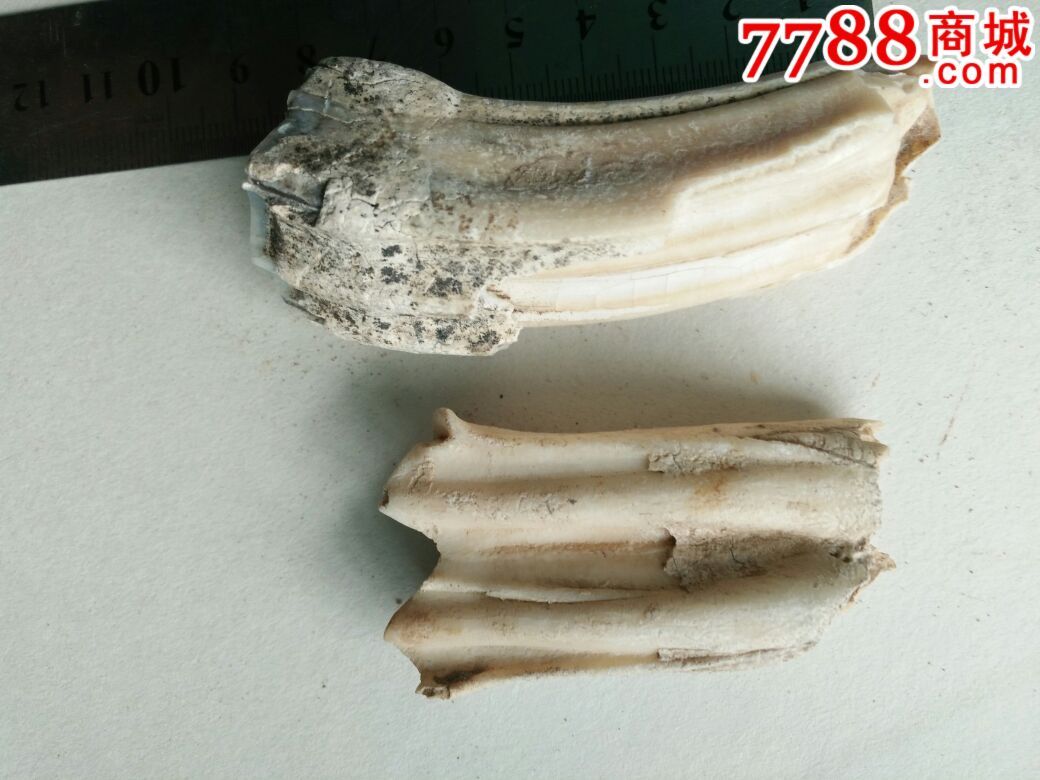 大型动物牙化石