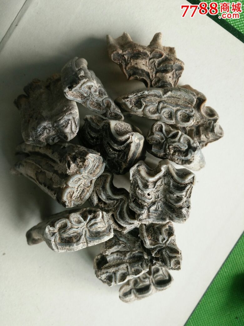 大型动物牙化石一堆